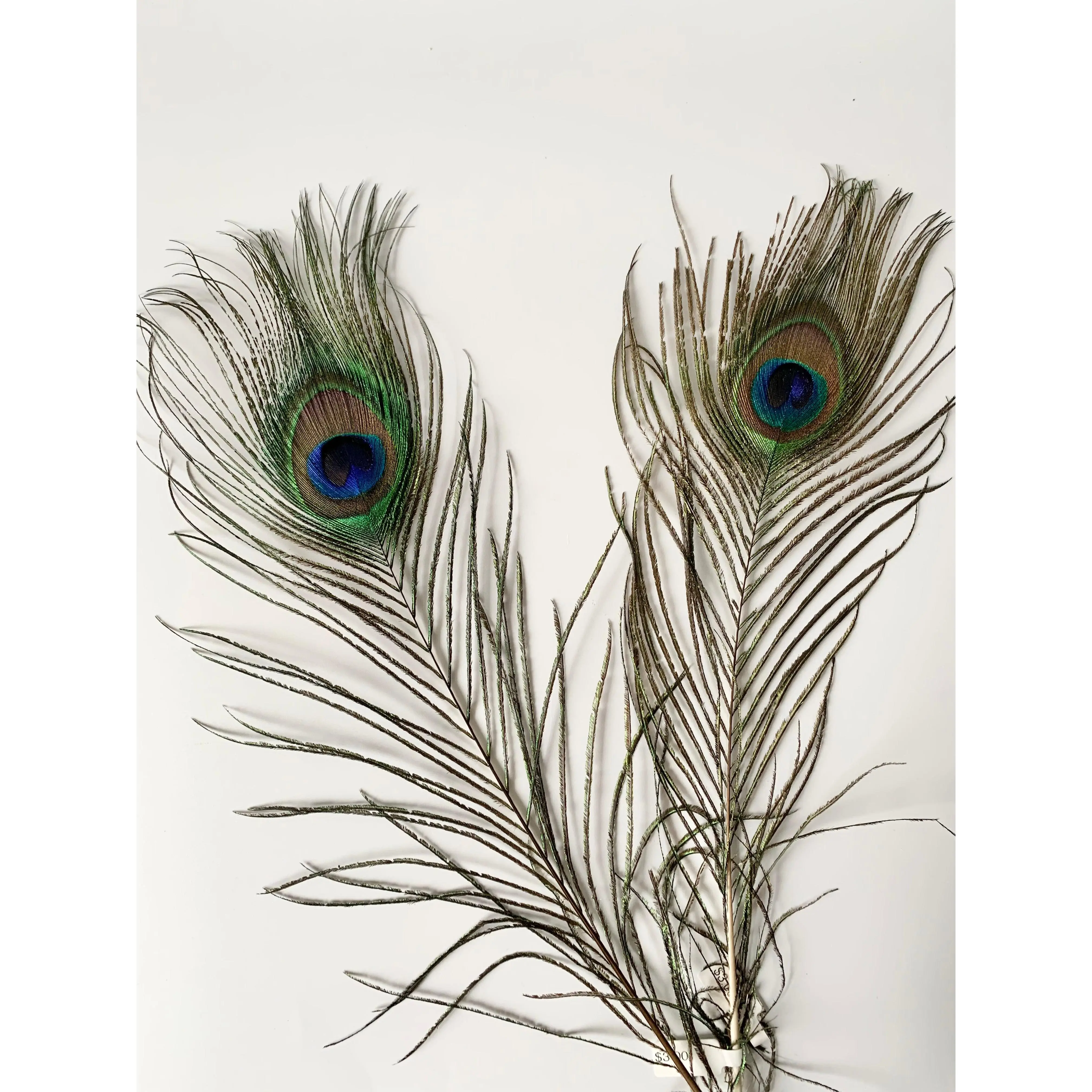 Peacock Feather