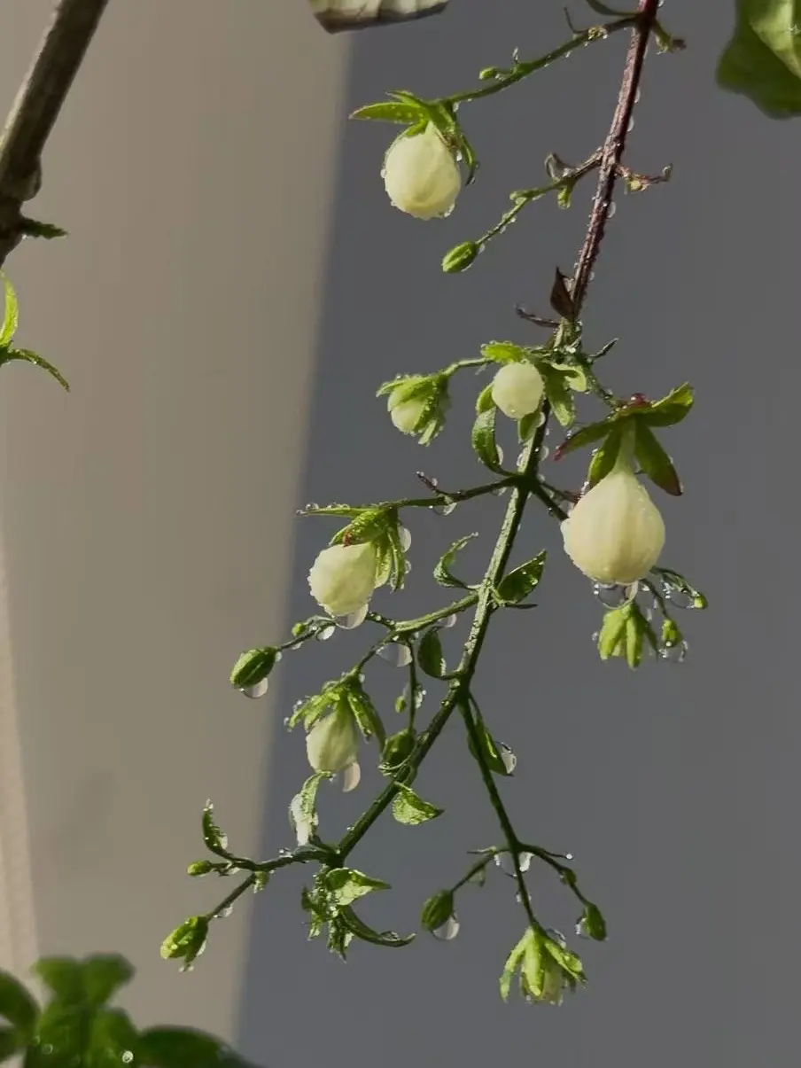 BUY 2 GET 1 FREE】Trailing Jasmine Seeds Bridal Veil High
