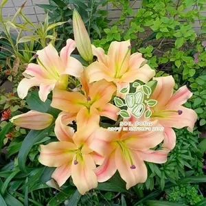 Love lily at first sight - the flowers gradually change color, light pink and goose yellow blend, suitable for garden planting. Each pack contains a bulb