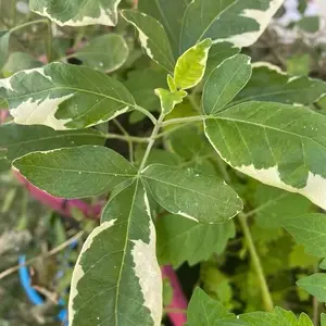 Mazo de Planta Vence Batalla