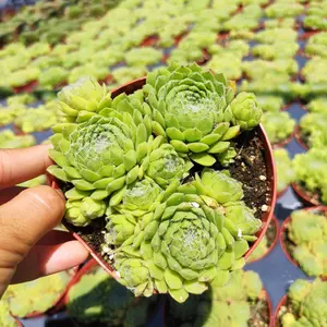Sempervivum soboliferum Rolling Hen and Chicks