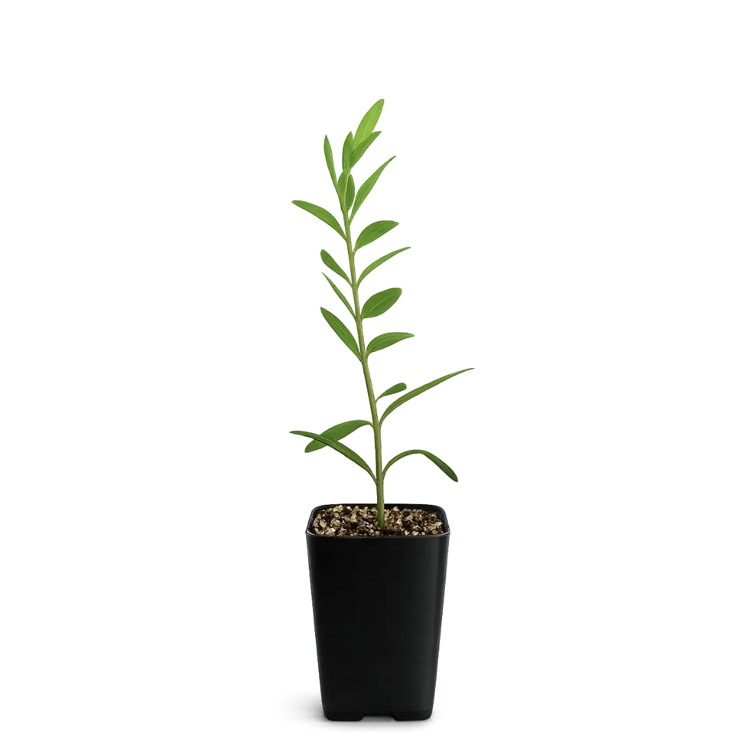MyShelfie Dwarf Olive Tree - 'Little Ollie' Starter Bonsai Plant, Outdoor Patio Mediterranean Garden Accent Ornamental Tree