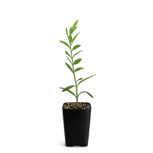 Dwarf Olive Tree – ‘Little Ollie’ Starter Bonsai Plant