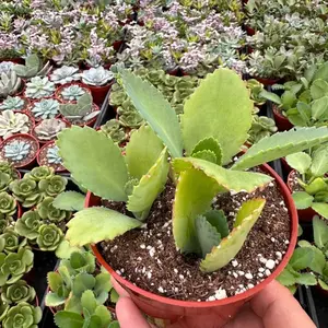 500Pcs Kalanchoe “Mother of Thousands” Seeds – Exotic Succulent Collection, Easy to Cultivate, Perfect for Home Decoration, Patio Pots & Garden Displays