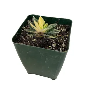 Gasteria gracilis f. variegata