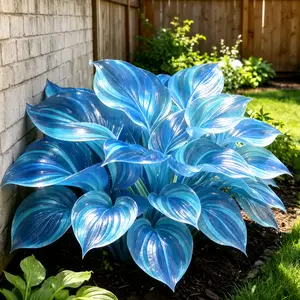 800 Blue Hosta Seeds – Stunning Shade Garden Plant, Giant Decorative Leaves for Patio, Yard & Home Garden
