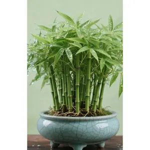 Lucky Bamboo Cypress Seed  - Live Indoor Houseplants for Home Decor,  Bamboo Plant, Indoor Low Light Plants, Feng Shui
