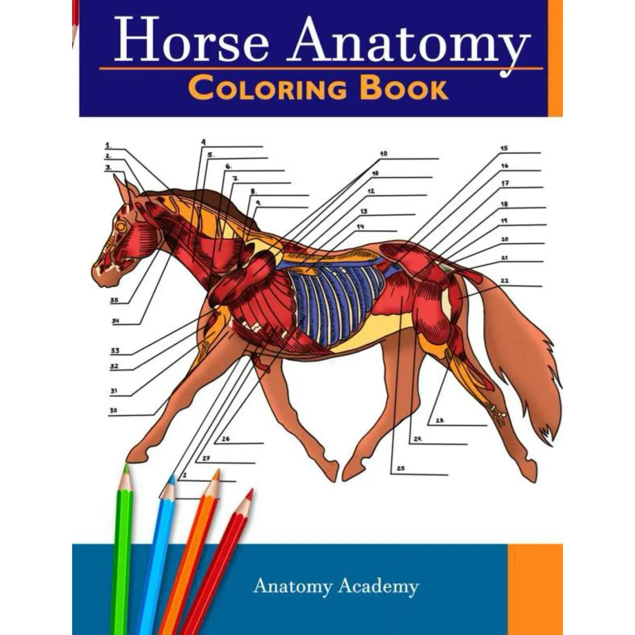 Horse Anatomy Coloring Book: Incredibly Detailed Self-Test Equine Anatomy Color workbook | Perfect Gift for Veterinary Students, Horse Love