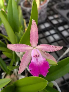 Bc. Walter August 'Twinkle' x C. Cantagalo 'Fuerta's Spots' | BS Orchid  in 3" pot not in bloom
