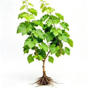 Live grape seedlings, perennial vines, hardy outdoor fruit trees for backyards and yards