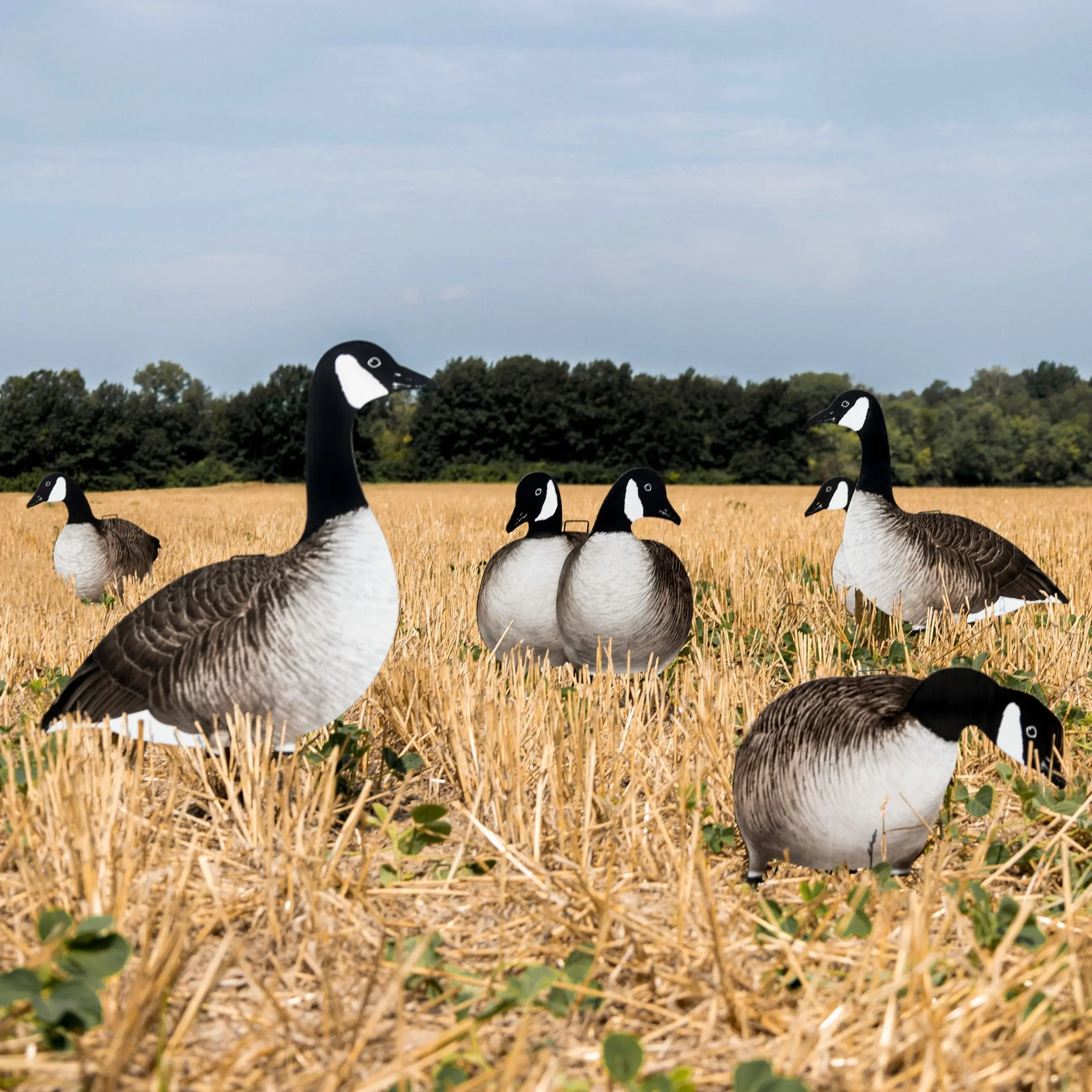 V2A Alternate Canada Goose Silhouettes V2A Alternate Canada Goose Silhouettes