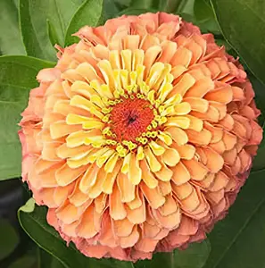 Queeny Lime Orange Zinnia Flower Seeds 15 & 25 Seeds per Packet for Cut Flower Garden, Ideal for Beginner Gardeners, Easy to Grow, 24-26" Height