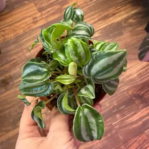 Peperomia Mini Watermelon Plant Live 4” Indoor Houseplant in Potting Soil, Housewarming, Birthday Gift, Room and Office Decor