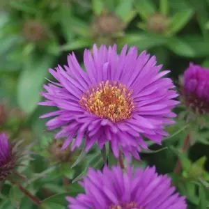 Vibrant Dome Aster