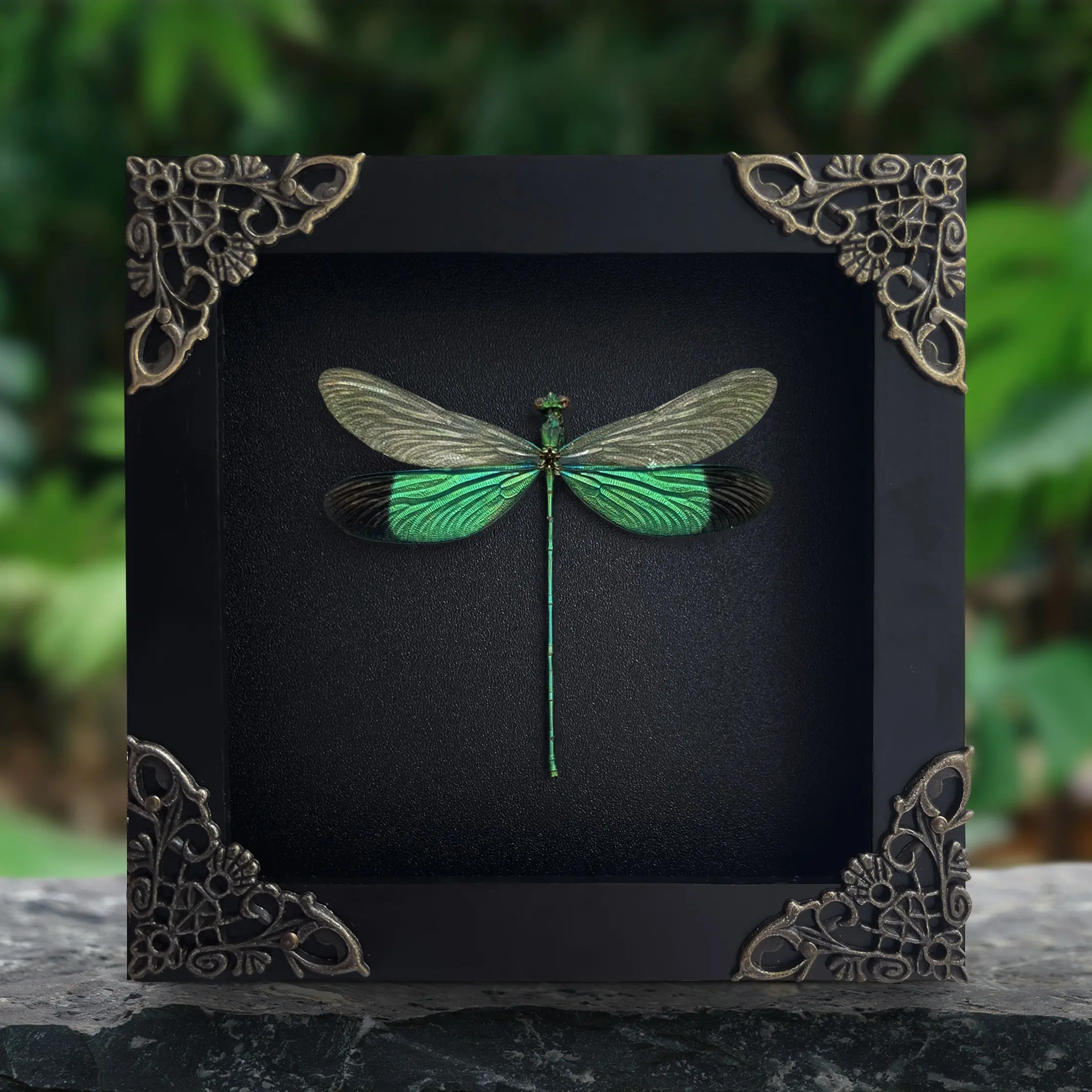 Framed Green Dragonfly Display Preserved Insect Unique Gifts Entomology Oddities Collection Vibrant Wall Art Home Decor Room Wood Shadow Box Design Nature Inspired Art