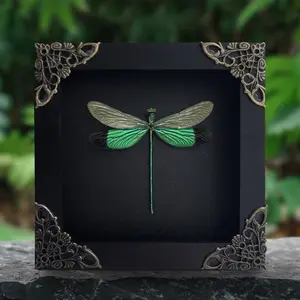 Framed Green Dragonfly Display Preserved Insect Unique Gifts Entomology Oddities Collection Vibrant Wall Art Home Decor Room Wood Shadow Box Design Nature Inspired Art