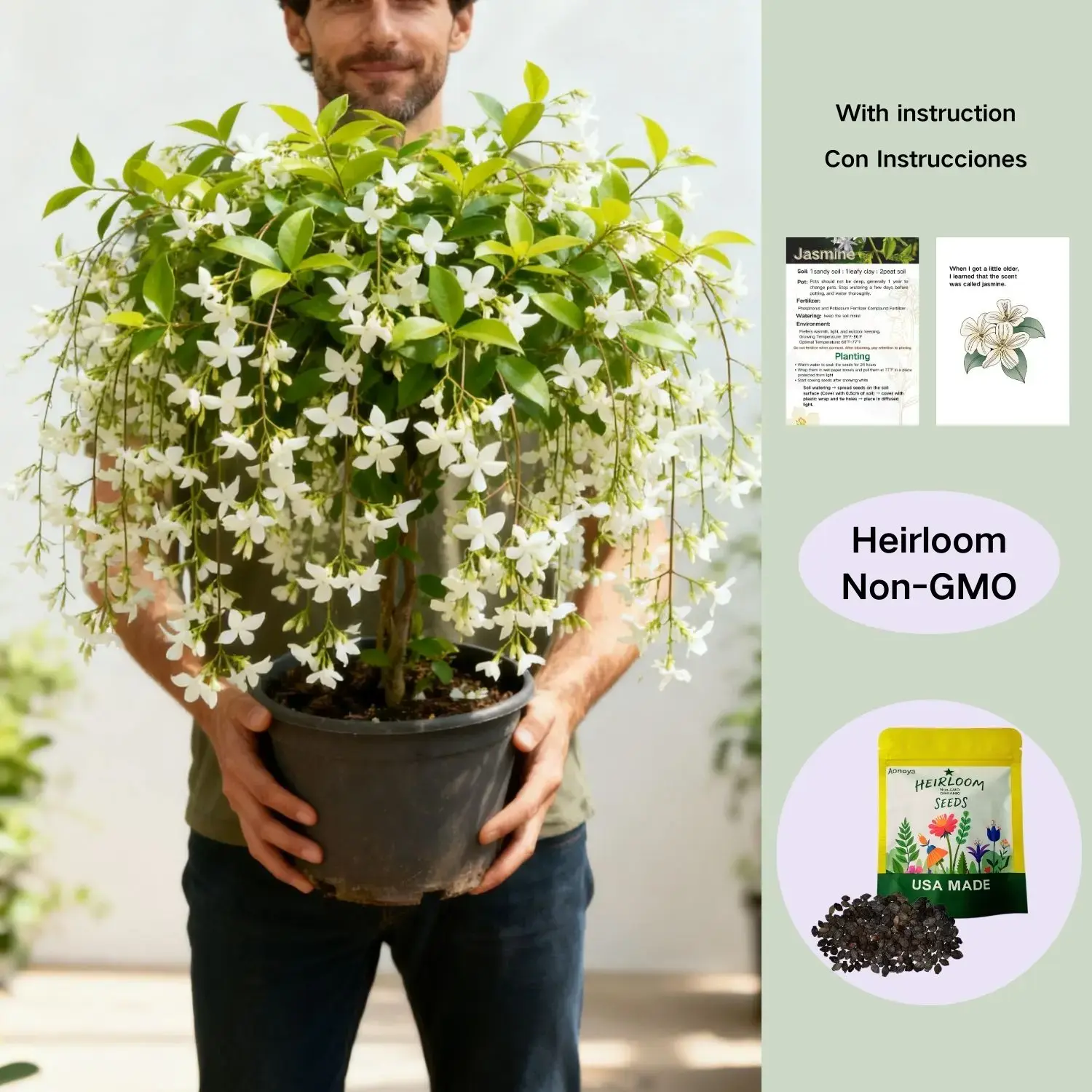 【BUY 2 GET 1 FREE】Trailing Jasmine Seeds Bridal Veil High Germination Rate Nodding Clerodendron Easy to Grow Long Lasting Aroma for Home Garden Fragrant Blooms Rare Cascading Jasmine Perfect for Balconies & Indoor Pots