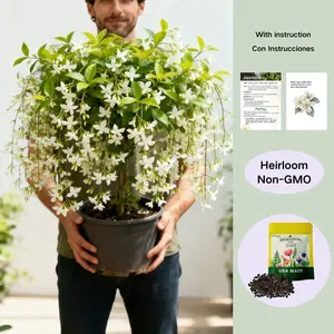 【BUY 2 GET 1 FREE】Trailing Jasmine Seeds Bridal Veil High Germination Rate Nodding Clerodendron Easy to Grow Long Lasting Aroma for Home Garden Fragrant Blooms Rare Cascading Jasmine Perfect for Balconies & Indoor Pots