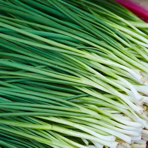 Garlic Chives (Allium tuberosum) Organic Seeds – Mild Garlic Flavor, Ideal for Asian Cooking and Pollinator-Friendly Gardens
