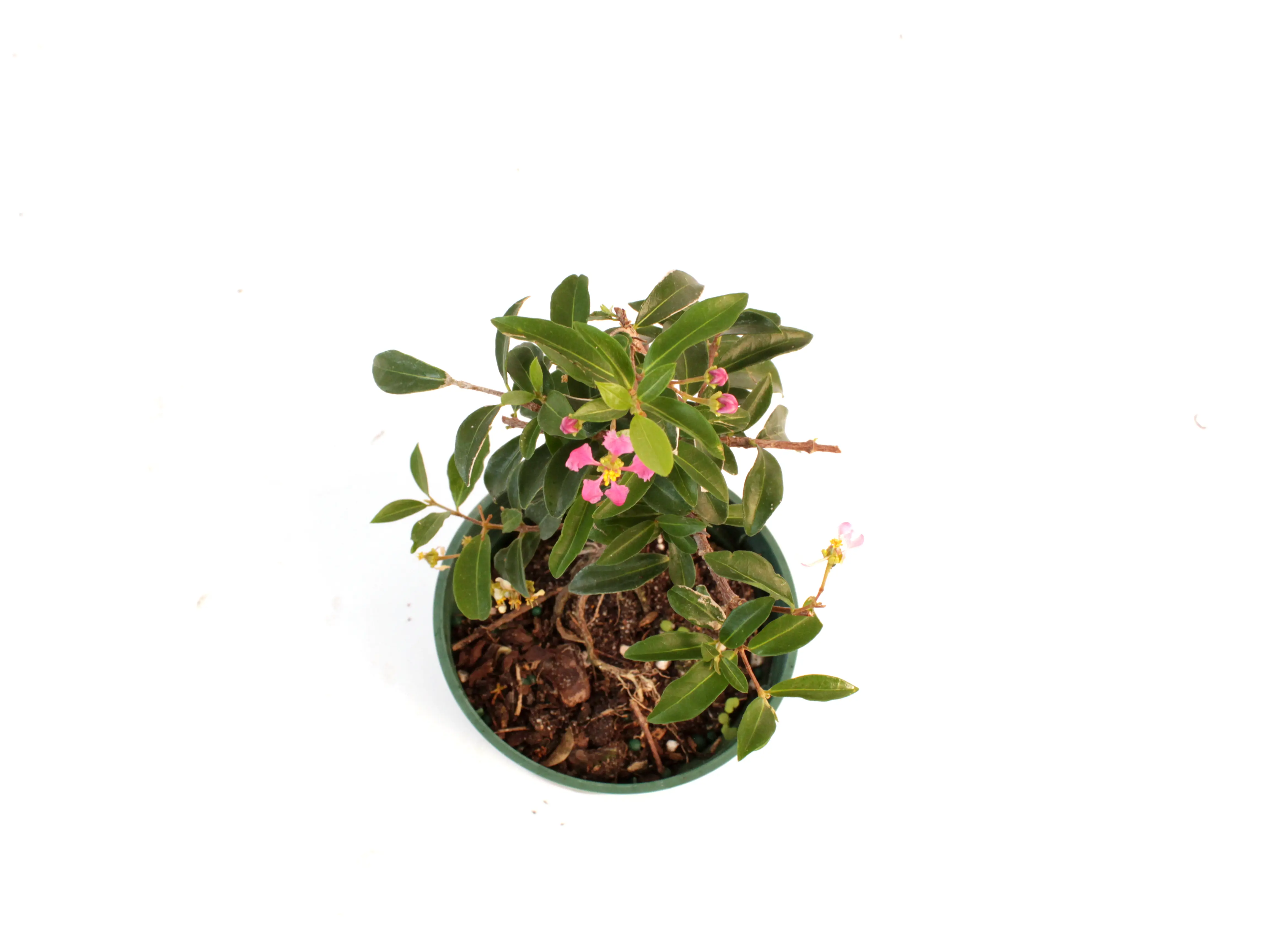 Barbados Cherry Bonsai 4” Potted Live Plant - Malpighia Emarginata - Flowering Indoor Houseplant - Edible Fruit - Acerola - Pink Flowers - Beginner Friendly- Miniature Tree - Unique Gift - Easy Care Bonsai - Wild Crapemyrtle