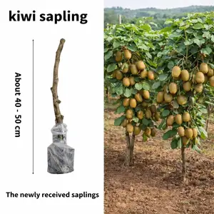 Red Kiwi Fruit Tree Seedling Live Plant, Red Flesh Kiwi Sapling for Garden, Patio or Container Growing