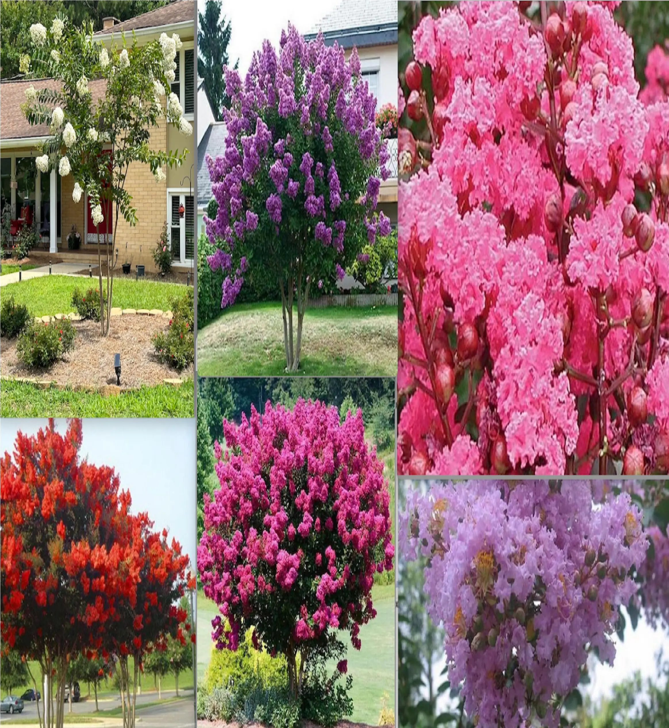20 Crape Myrtle Seeds for Garden Flower House Plant Bush 13 Mixed Colors Rare Exotic Seeds for Unique Gardening Experience