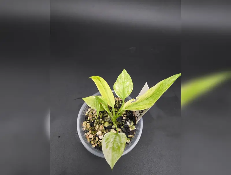 anthurium bvit Anthurium BVIT x Dark Phoenix | Plants main image 1