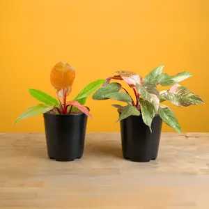 Philodendron | medium