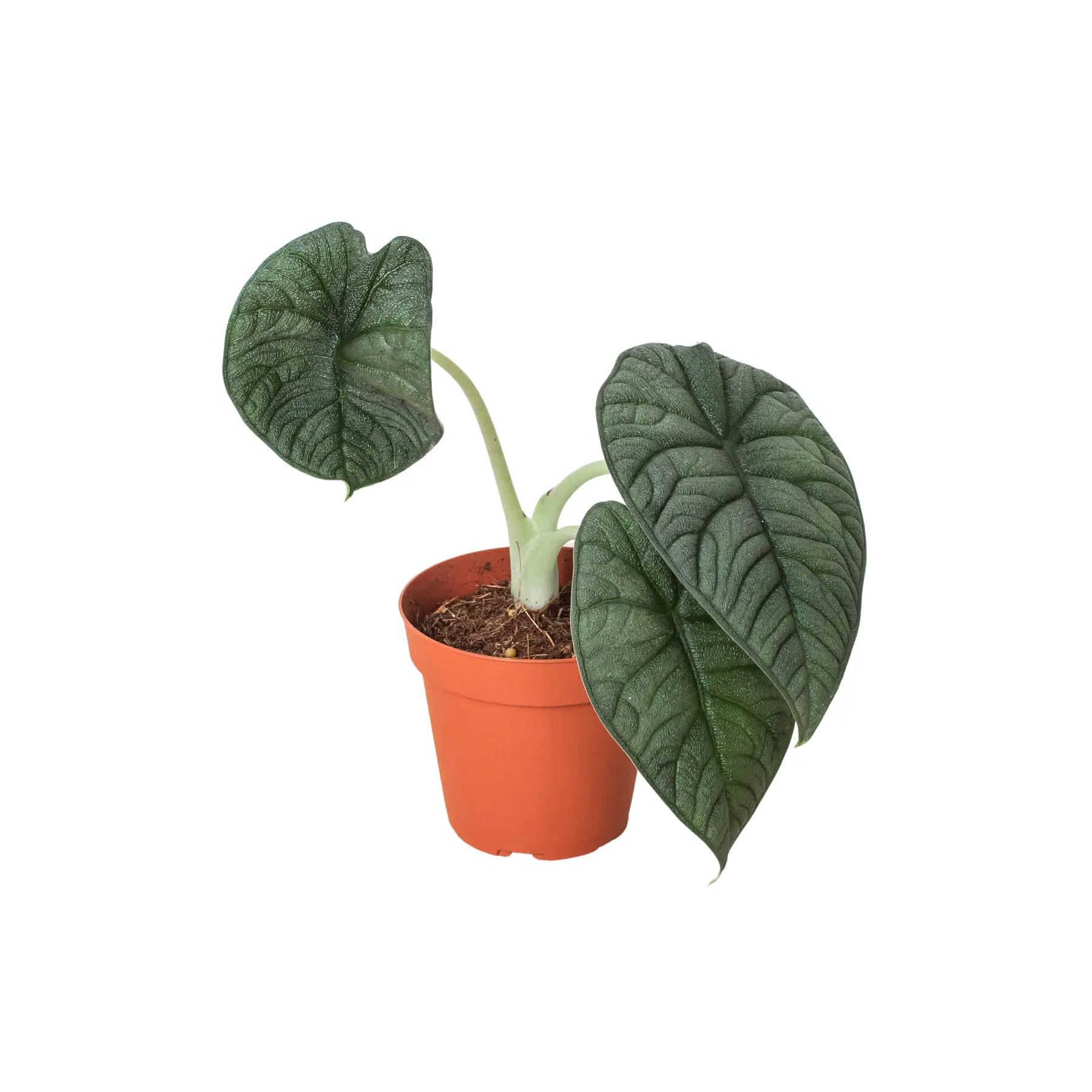 Alocasia Melo (Alocasia rugosa)