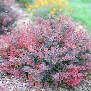 Sunjoy Mini Maroon® Barberry