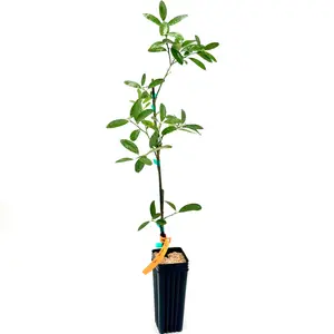 Eustis Kumquat Tree | US Citrus Nursery | Sweet Tart Edible Peel, Natural Live Citrus Plant, Cold Hardy Indoor Outdoor Container Fruit Tree | No Ship CA AZ LA FL