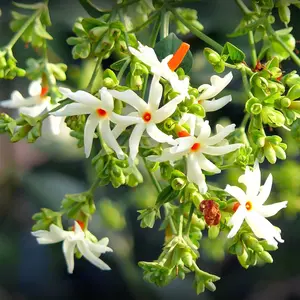 30Pcs Night-Blooming Jasmine Seeds  – Fast-Growing, Powerfully Fragrant Flowers That Attract Pollinators – Perfect for Balconies, Containers, Patios, Borders & Indoor Gardens – Create a Magical, Sweet-Scented Nighttime Paradise