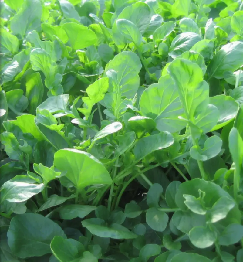 2000+ Upland Cress Seeds for Planting, Vegetable Gardening Seeds for Home Garden