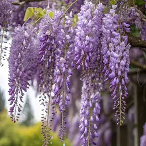 Wisteria seeds, seeds of a flowering climbing vine, easy to grow outdoors, suitable for garden fencing, pergolas, patios and patio landscaping.