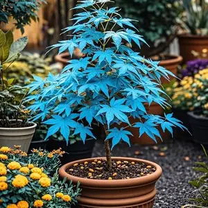 10 PCS Maple Tree Seeds – Acer Tree Seeds for Bonsai and Outdoor Planting, Hardy Deciduous Shade Tree, Easy to Grow Garden and Landscape Seeds
