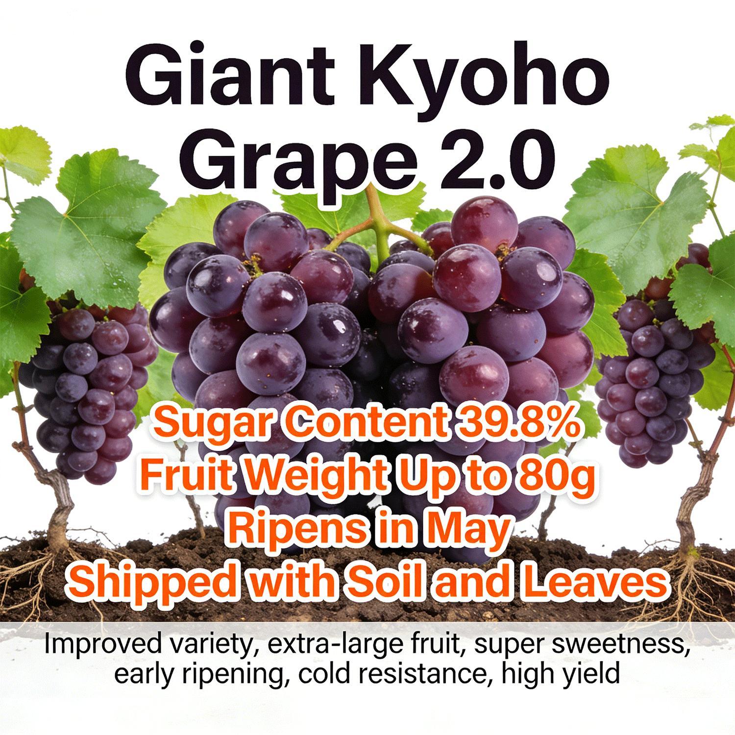 Premium Kyoho Grape Seedling – Grow Your Own Grapes at Home, Suitable for Backyard Vineyard, Patio Container