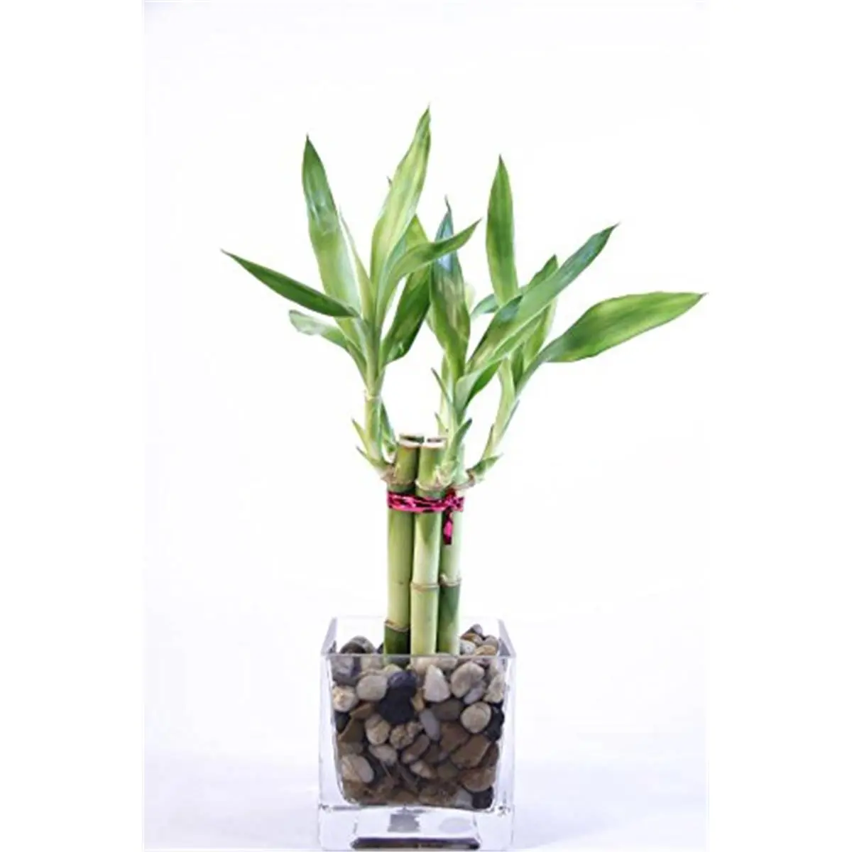 212 MAIN 4-in. Pagoda-Shape Bamboo Arrangement with Stone Accent, Easy-Care Artificial Bamboo Canes, Glass Base Countertop Home Decor