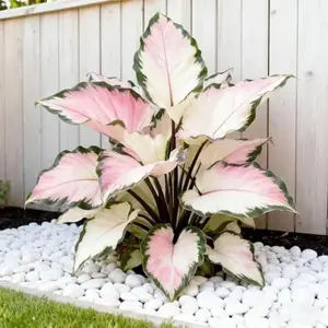 800 pcs Hosta Seeds – Low-Effort Perennials for Shaded Outdoor Spaces