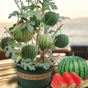 100Pcs Extra Sweet Mini Seedless Watermelon Seeds – Thin-Skinned, Fast-Growing & Perfect for Small Spaces & Gardens