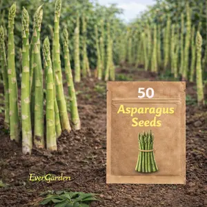 Asparagus Seeds – 50 Seeds for Home Garden Planting