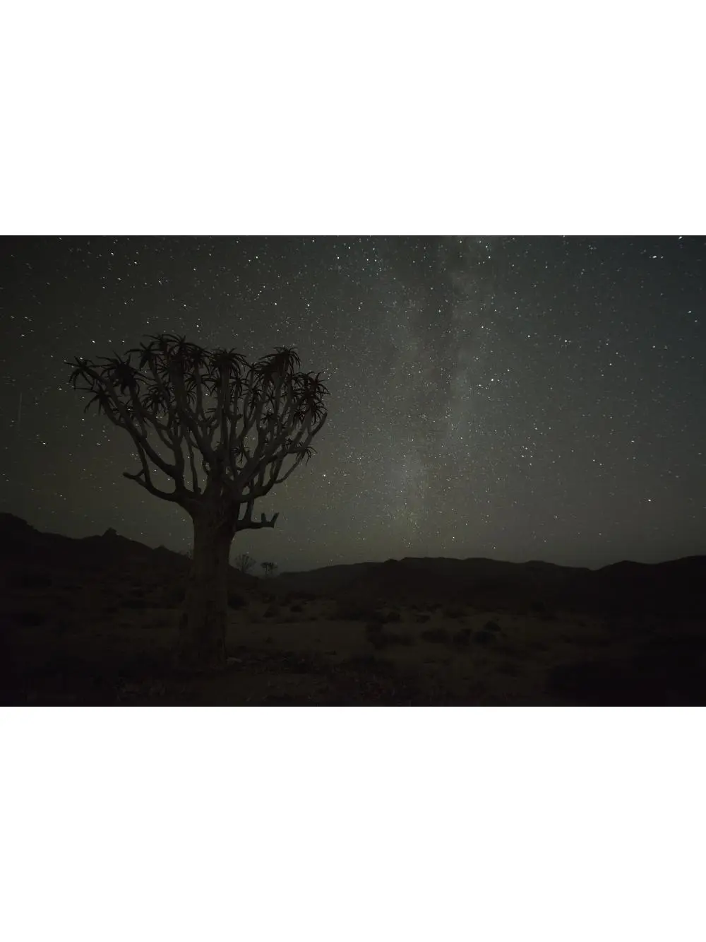 212 MAIN Large Kookerboom Tree & Milky Way Photo Poster Print - 38x24 in Wall Artistic Decor Gift, Richtersveld National Park South Africa Home Decor