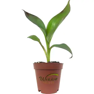 Red Abyssinian Banana Tree - Live Starter Plants - Ensete Maurelii - Fruit Tree for The Patio and Garden
