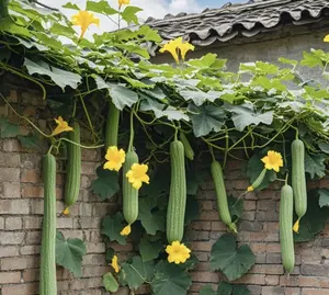 30 Mixed Luffa Gourd Smooth Loofah and Angled Luffa Gourd Seeds Heirloom Vegetable Seeds Garden