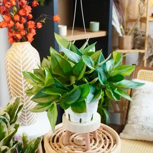 Pothos Treubii “Moonlight” - 6 Inch
