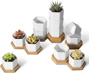 T4U Mini White Succulent Planter Pots with Bamboo Tray Hexagon Set of 12,Tiny Geometric Ceramic Cactus Plant Holder, Plant Gifts for Gardener Women Coworker, Home Office Table Desk Decoration