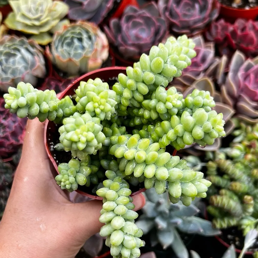 Sedum Burrito 4” Pot - Compact Design with Green Sedum Leaves for Easy Care and Versatile Use
