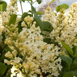 Yellow Lilac plants - Primrose French Lilac - Syringa ship no pot 3 inch  to 5" tall
