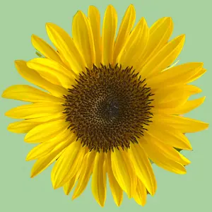 Sunflower ProCut Peach seeds