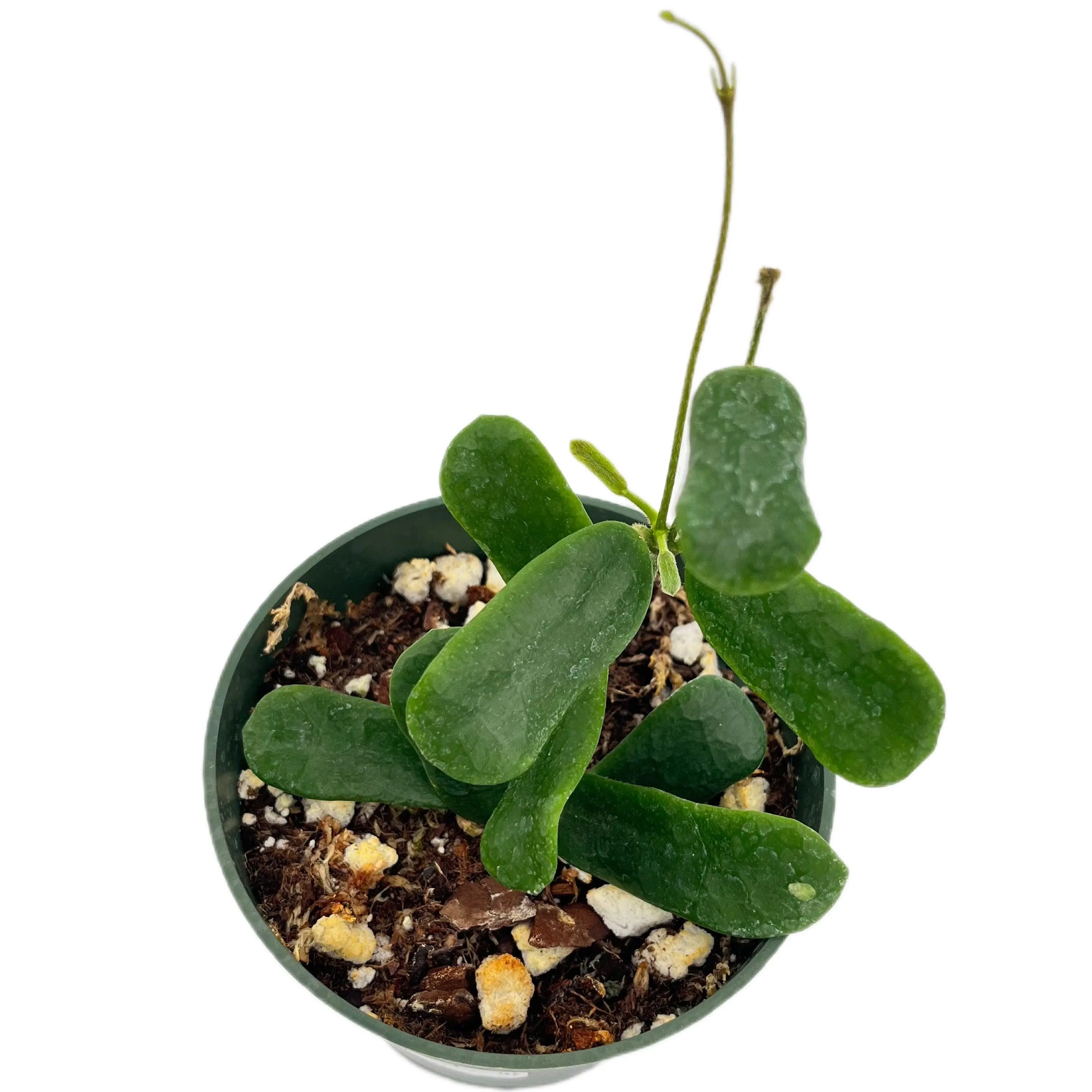 Hoya rotundiflora