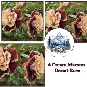 4 Pcs Cream Maroon Desert Rose Seeds - Adenium Flowers Desert Rose Plant Seeds for Gardening, Perennial Flower Seeds, Plant Seeds for Pots, Premium Seeds for Planting, Exotic Blooms for Outdoor & Indoor Gardens